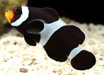 تعبیر خواب ماهی سیاه - دیدن ماهی سیاه در خواب نشانه چیست؟