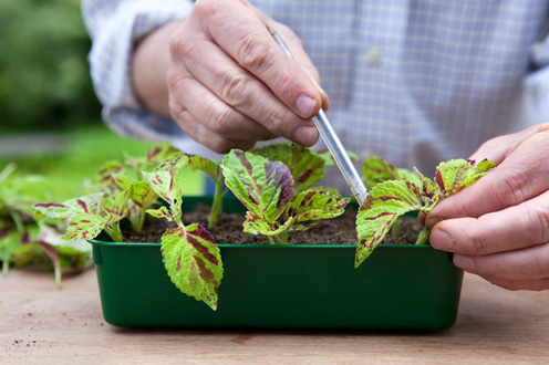 نحوه تکثیر گل حسن یوسف