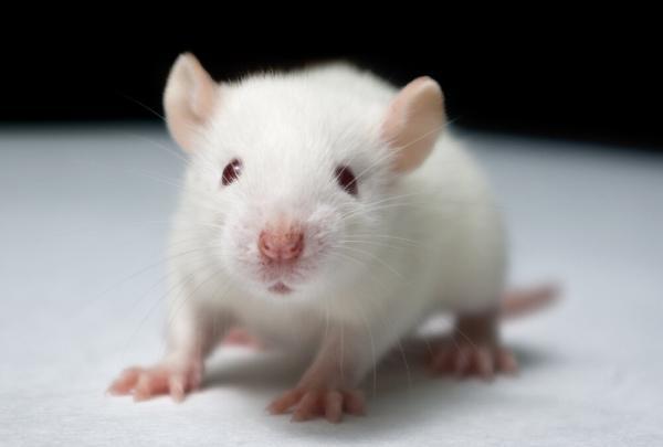 فیلم ، انقلاب شگفت انگیز در علم پزشکی : این موش اعصاب مغز انسان را دارد!