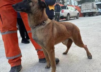 سگ های مجروح که جان انسان های زیر آوار زلزله را نجات می دهند!