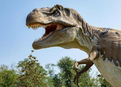 تصور ما از تی رکس ها غلط بوده است! ، کشف تازه دانشمندان درباره دایناسورها