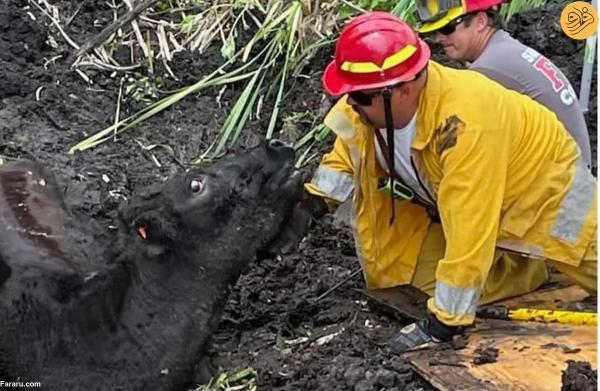 گاوی که در گل و لای فرو رفته بود پس از 24 ساعت نجات یافت