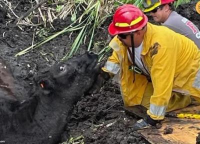 گاوی که در گل و لای فرو رفته بود پس از 24 ساعت نجات یافت